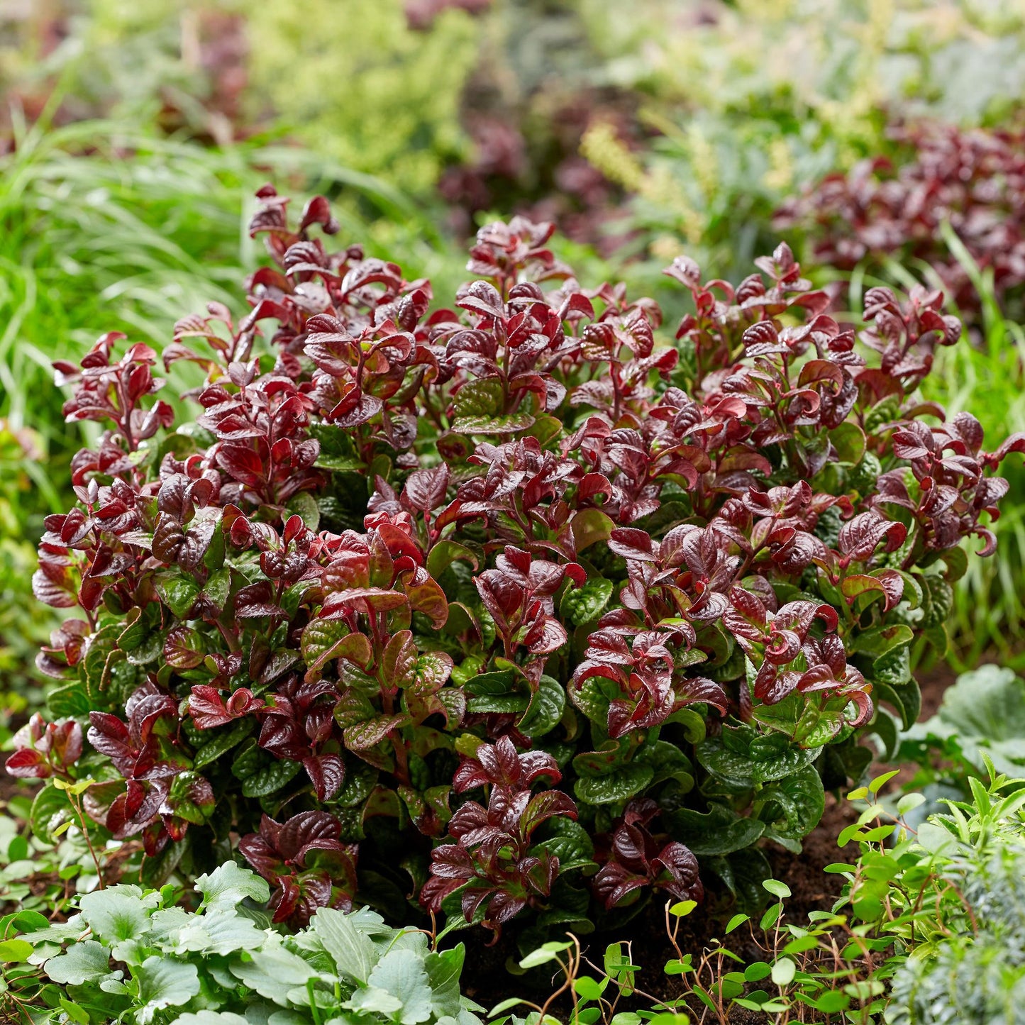Green boutiQ - Tuinplant - Leucothoe Curly Red - Rood - 2 Planten -  Groenblijvend - Weinig Onderhoud - Pot 17cm Hoogte 40cm