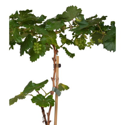 Vitis Pixie Riesling - Witte wijndruif - Ø14cm - ↕30cm - Ø14 - ↨30cm