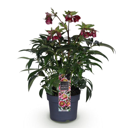 Green boutiQ - Tuinplant - Lenten Rose - Helleborus Dacaya - Roze Bloem - Groenblijvend - Pot 19cm Hoogte 50cm