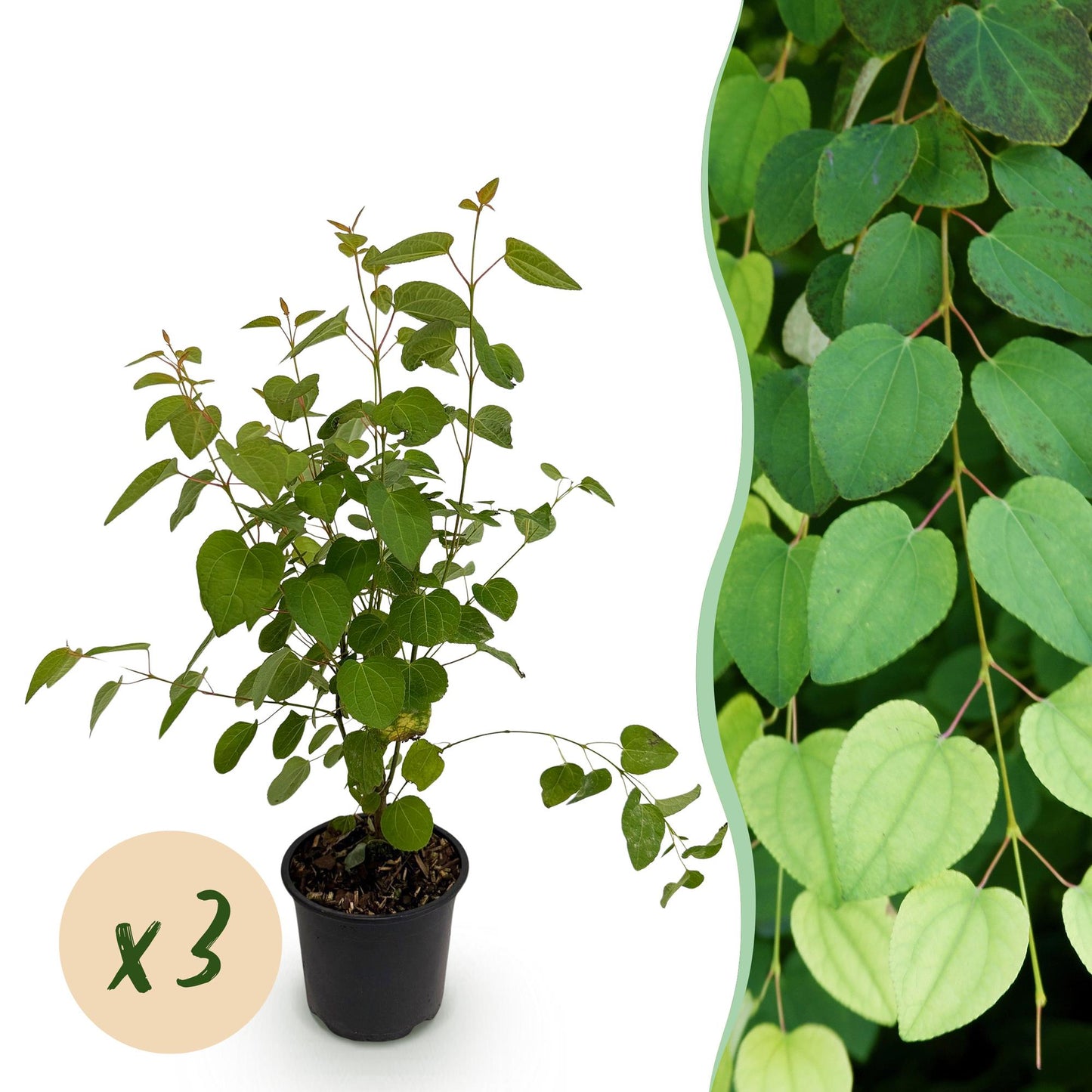 Green boutiQ - Tuinplant - Cercidiphyllum japonicum - Groen 3 Planten - Bladverliezend - Weinig Onderhoud - Pot 12cm Hoogte 35cm