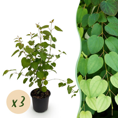 Green boutiQ - Tuinplant - Cercidiphyllum japonicum - Groen 3 Planten - Bladverliezend - Weinig Onderhoud - Pot 12cm Hoogte 35cm