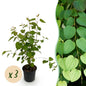 Green boutiQ - Tuinplant - Cercidiphyllum japonicum - Groen 3 Planten - Bladverliezend - Weinig Onderhoud - Pot 12cm Hoogte 35cm