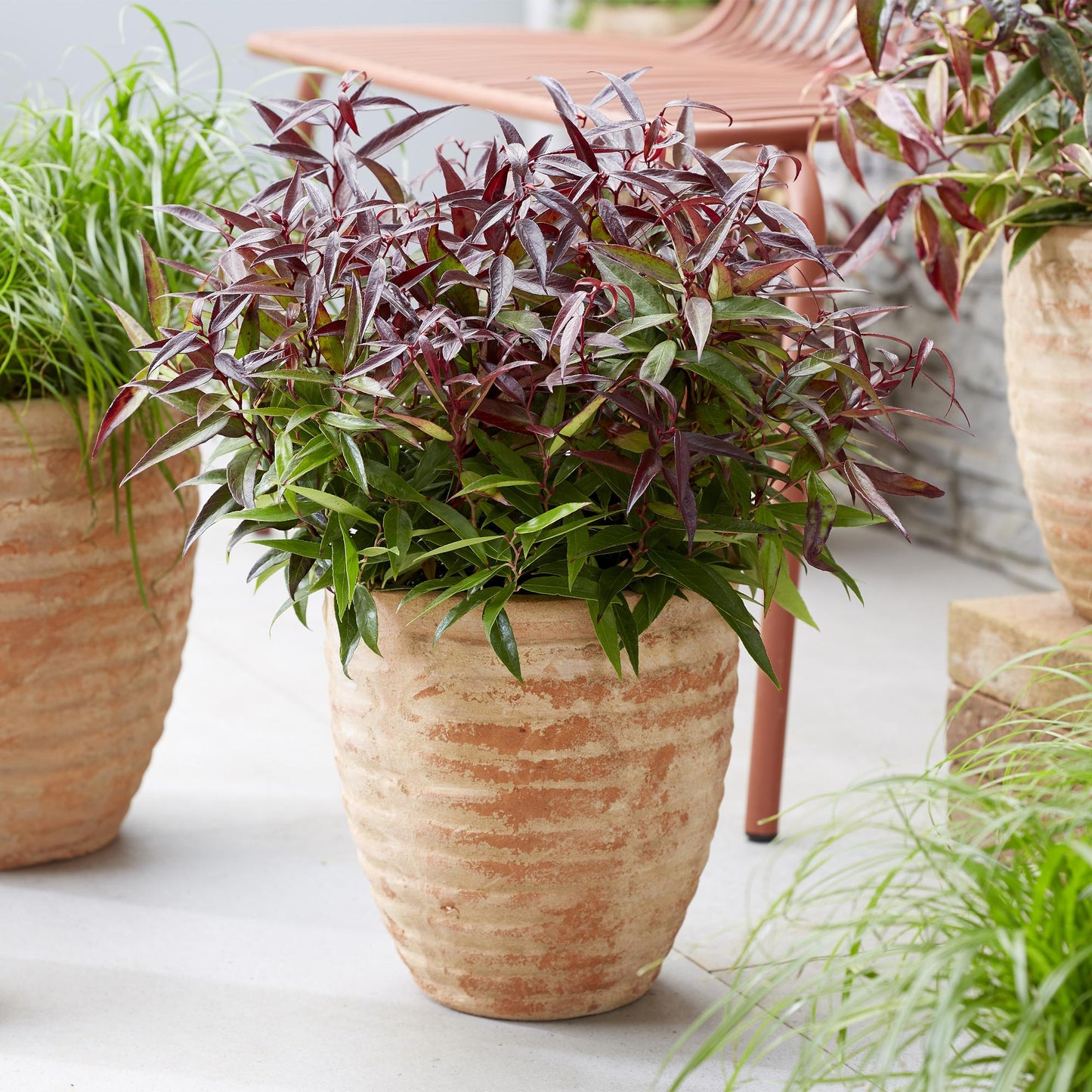 Green boutiQ - Tuinplant - Leucothoe Burning Love - Rood - 2 Planten - Groenblijvend - Weinig Onderhoud - Pot 17cm Hoogte 45cm