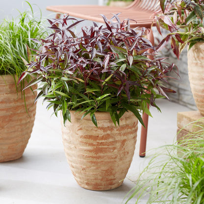 Green boutiQ - Tuinplant - Leucothoe Burning Love - Rood - 2 Planten - Groenblijvend - Weinig Onderhoud - Pot 17cm Hoogte 45cm