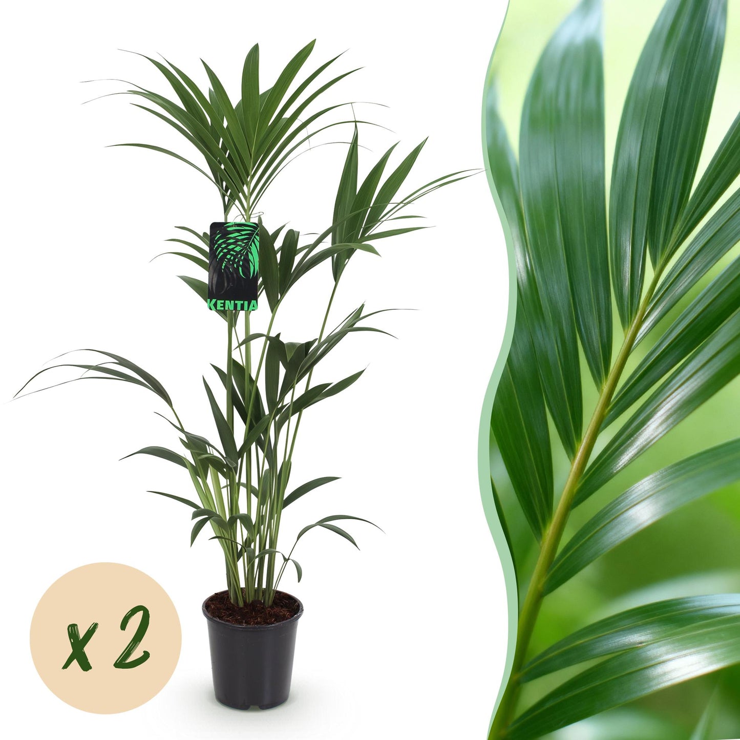 Green boutiQ - Kamerplant - Howea Forsteriana - Kentia Palm - Weinig Onderhoud - Groen - 2 planten - Pot 21cm - Hoogte 120-130cm