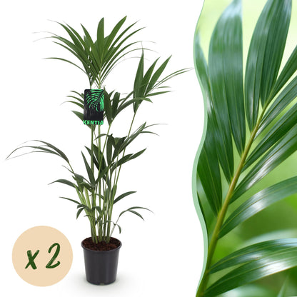 Green boutiQ - Kamerplant - Howea Forsteriana - Kentia Palm - Weinig Onderhoud - Groen - 2 planten - Pot 21cm - Hoogte 120-130cm