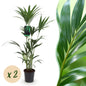Green boutiQ - Kamerplant - Howea Forsteriana - Kentia Palm - Weinig Onderhoud - Groen - 2 planten - Pot 21cm - Hoogte 120-130cm