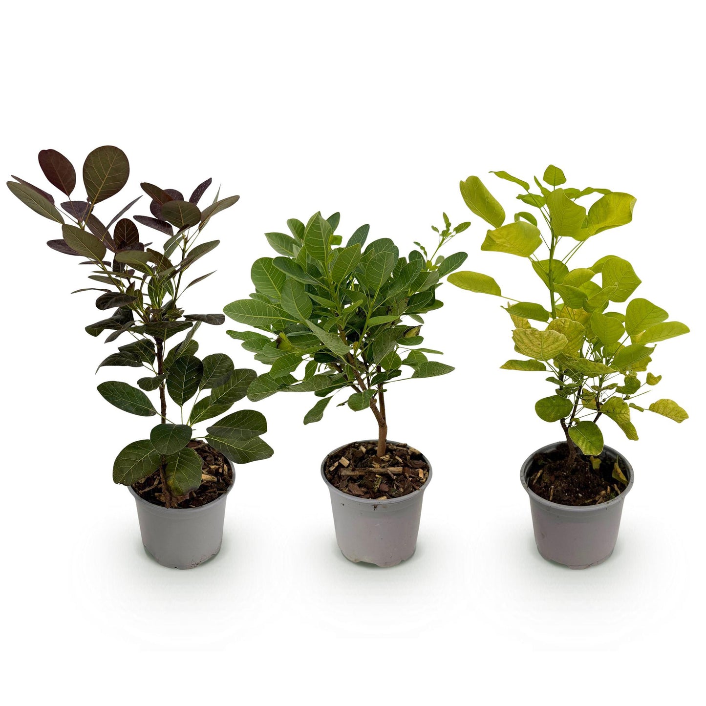 Green boutiQ - Tuinplant - Cotinus coggyria Tricolour - Paars-Groen-Geel - 3 Planten - Bladverliezend - Weinig Onderhoud - Pot 12cm Hoogte 35cm