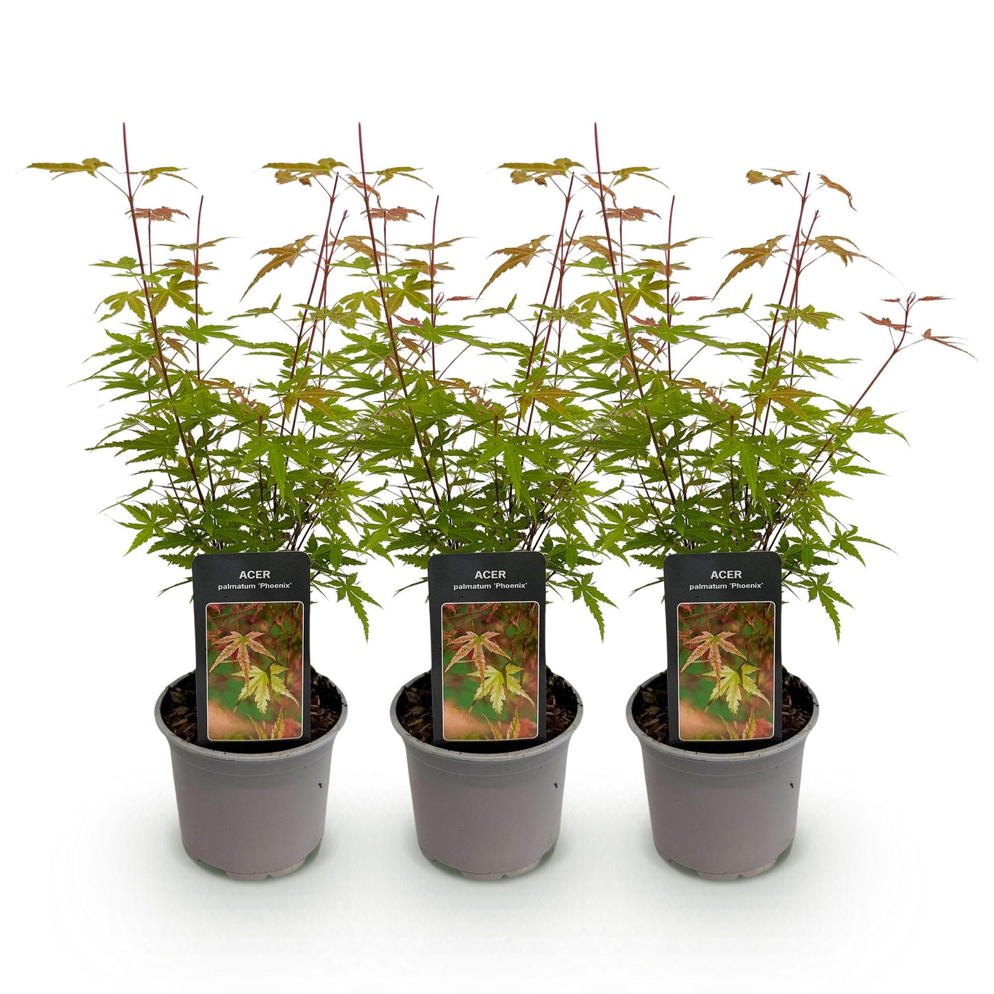Green boutiQ - Tuinplant - Acer palmatum Phoenix - Roze - 3 Planten - Bladverliezend - Weinig Onderhoud - Pot 12cm Hoogte 35cm