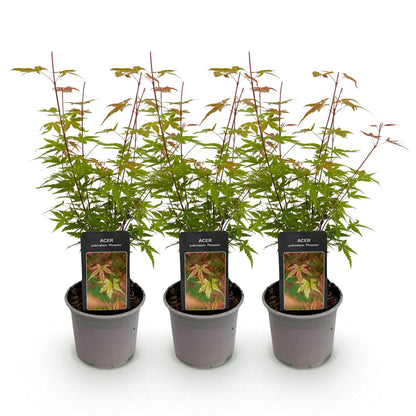 Green boutiQ - Tuinplant - Acer palmatum Phoenix - Roze - 3 Planten - Bladverliezend - Weinig Onderhoud - Pot 12cm Hoogte 35cm