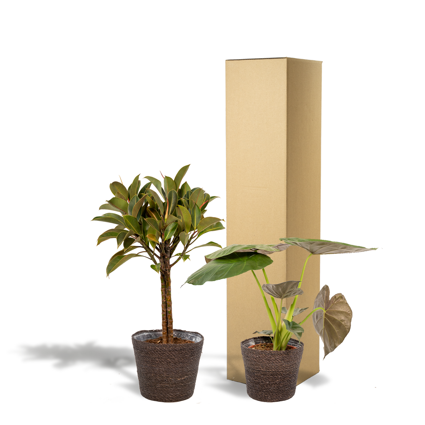Ficus Elastica Melany - Ø21cm - ↕85cm + Alocasia Wentii - Ø19cm - ↕60cm + Mand Igmar