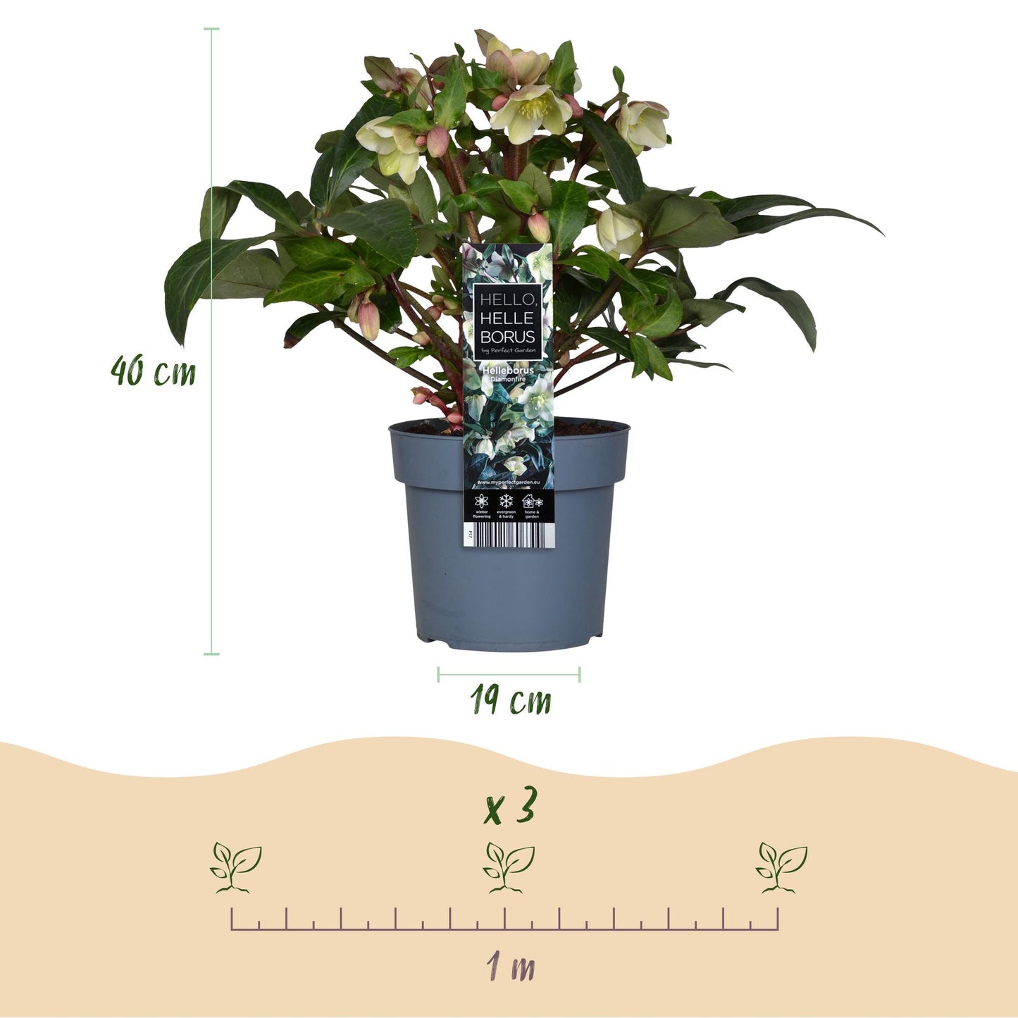 Green boutiQ - Tuinplant - Lenten Rose - Helleborus Diamfire - Groene Bloem - Groenblijvend - Pot 19cm Hoogte 40cm