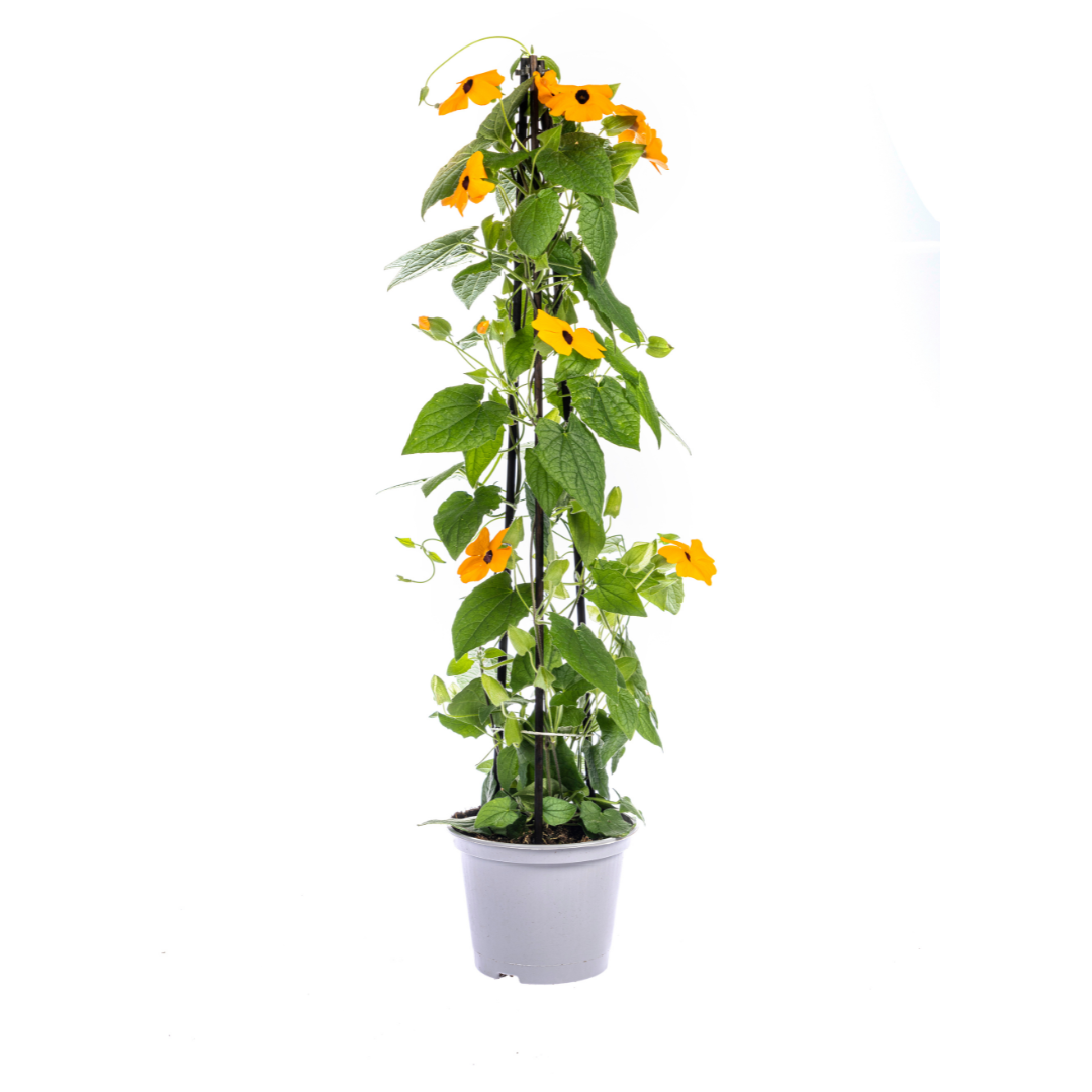4x Thunbergia Alata Sunny Susy New Orange Ø13 cm - ↕60 cm