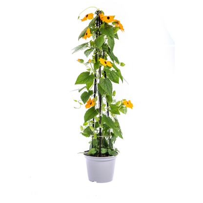 4x Thunbergia Alata Sunny Susy New Orange Ø13 cm - ↕60 cm