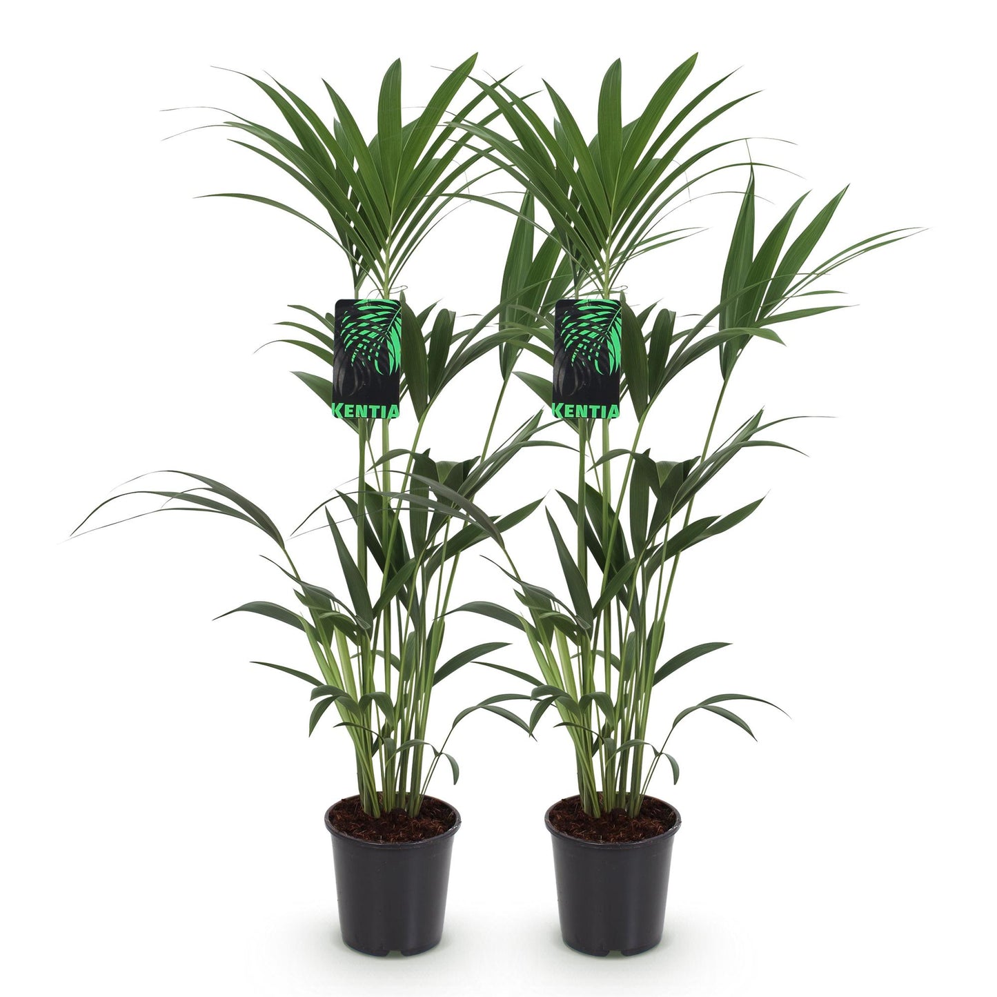 Green boutiQ - Kamerplant - Howea Forsteriana - Kentia Palm - Weinig Onderhoud - Groen - 2 planten - Pot 21cm - Hoogte 120-130cm