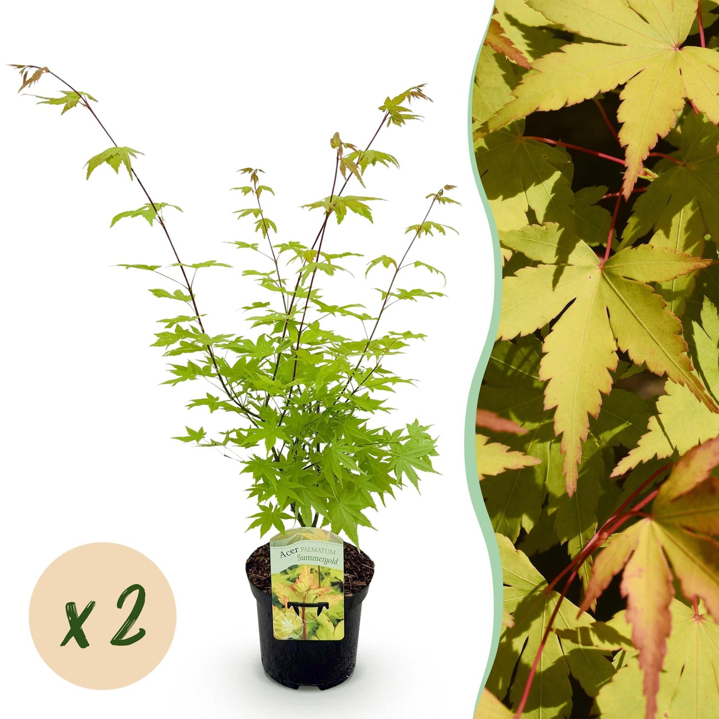 Green boutiQ - Terrasplant - Japanse Esdoorn - Acer palmatum Summergold - Geel - 2 Planten - Bladverliezend - Pot 19cm Hoogte 70cm