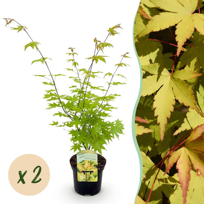 Green boutiQ - Terrasplant - Japanse Esdoorn - Acer palmatum Summergold - Geel - 2 Planten - Bladverliezend - Pot 19cm Hoogte 70cm