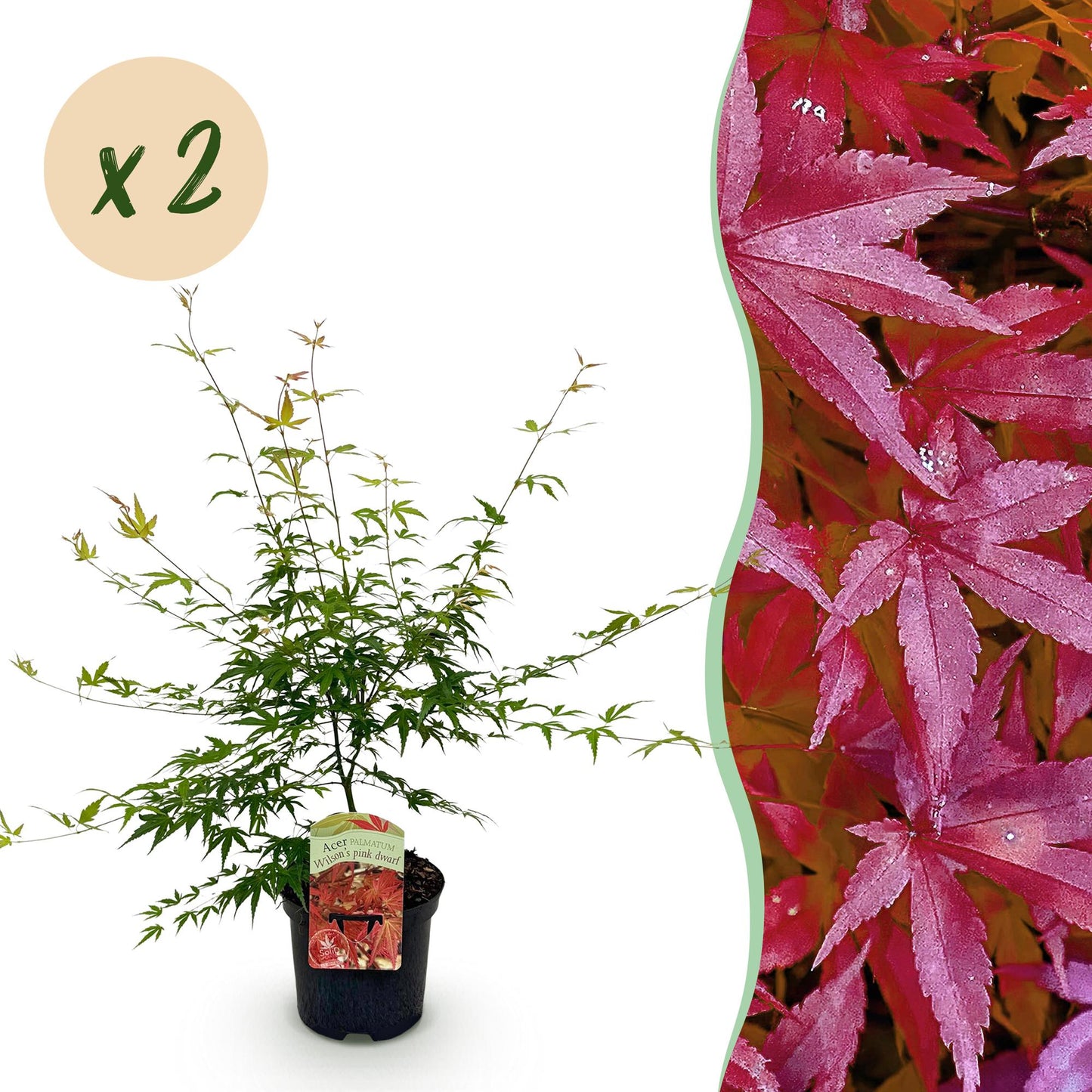 Green boutiQ - Terrasplant - Japanse Esdoorn - Acer palmatum Pink Dwarf - Roze - 2 Planten - Bladverliezend - Pot 19cm Hoogte 70cm
