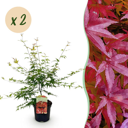 Green boutiQ - Terrasplant - Japanse Esdoorn - Acer palmatum Pink Dwarf - Roze - 2 Planten - Bladverliezend - Pot 19cm Hoogte 70cm