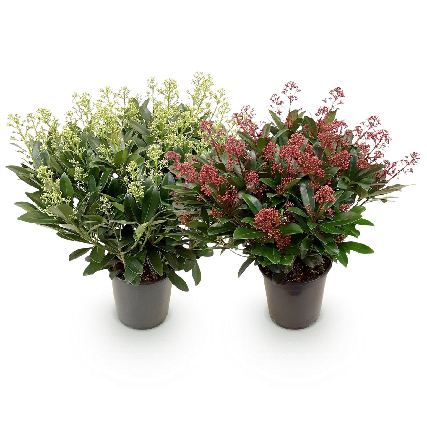 Green boutiQ - Terrasplant - Skimmia japonica Duo - Bloem Wit & Rood - 40+ Bloemen - 2 Planten - Winterhard - Pot 19cm Hoogte 60cm