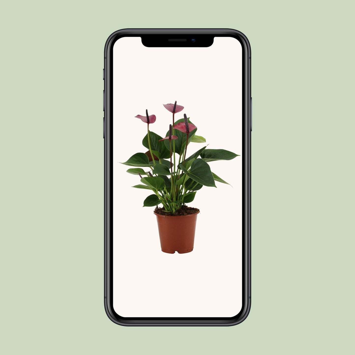 Anthurium Baby Purple In Transparant Sleeve - Ø12cm - ↕36cm