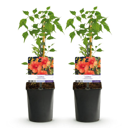 Green boutiQ - Trompetbloem - Campsis radicans Madame Galen - Bloem Oranje - Weinig onderhoud - 2 planten - Pot 11cm Hoogte 40cm