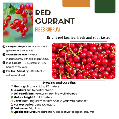 "Vruchten oase" BIO Fruitplanten mix set van 5 verschillende soorten