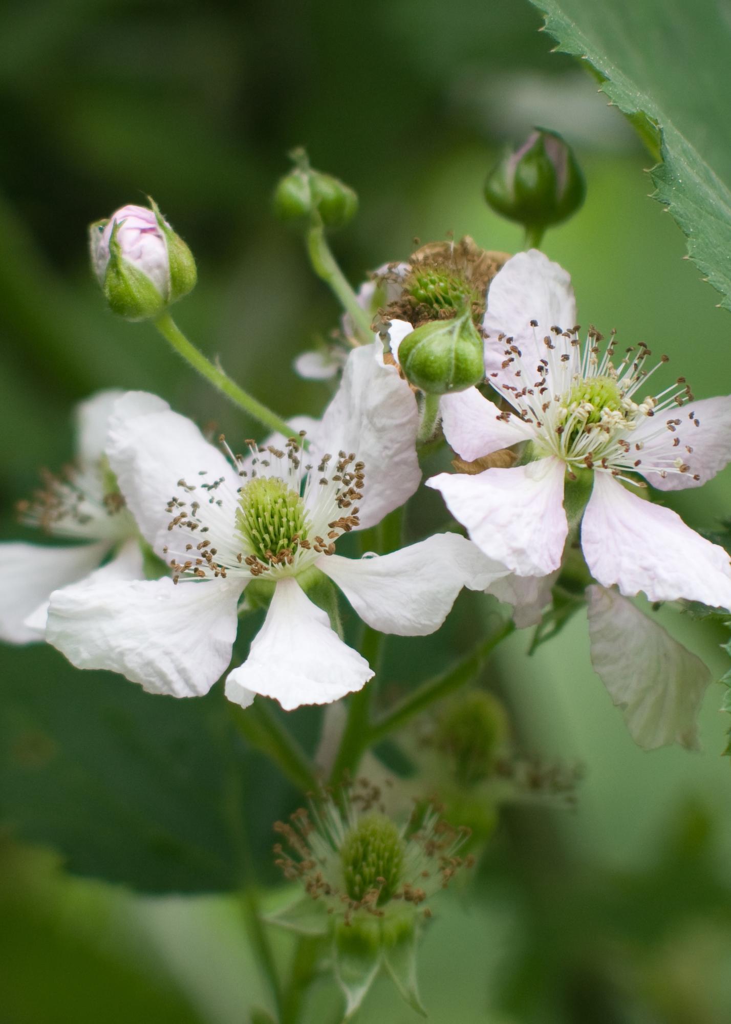 Rubus idaeus Lochness - Bramen - Ø13cm - ↕45cm