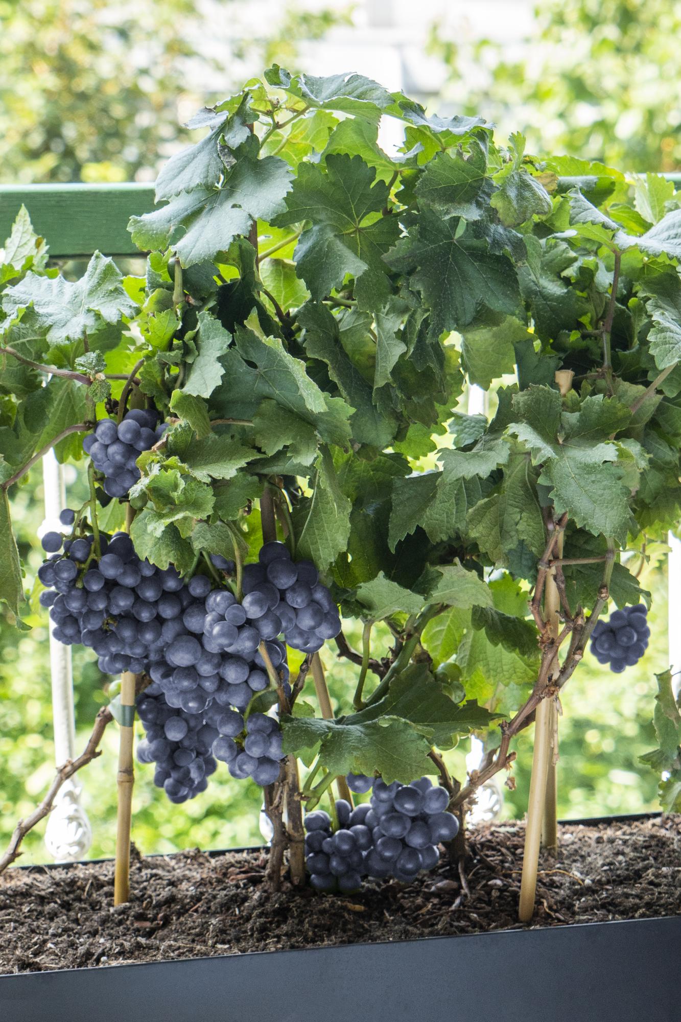 Vitis Pixie Pinot Noir - Blauwe wijndruif - Ø21cm - ↕70cm - Ø14 - ↨30cm