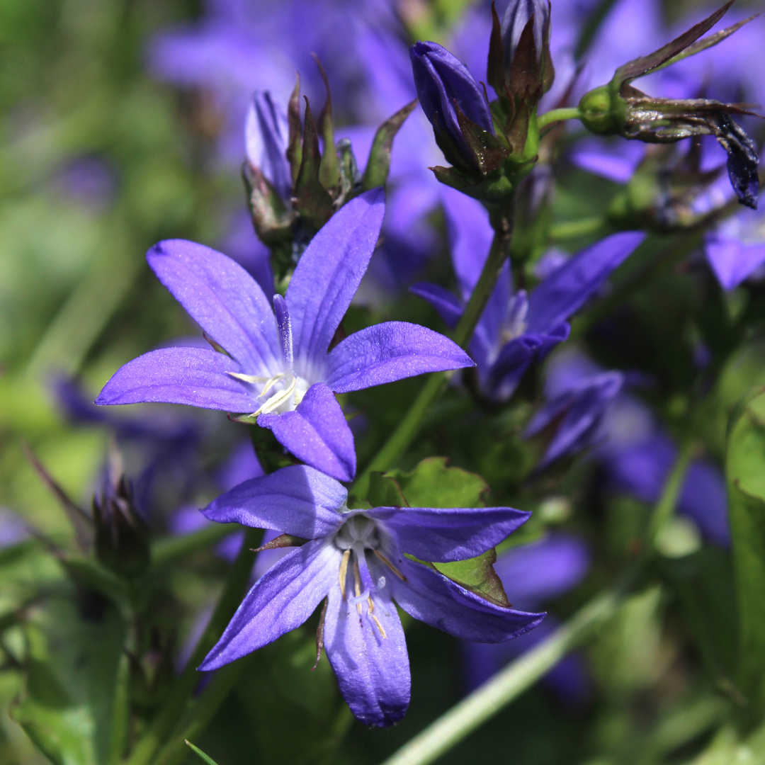 6x Campanula poscharskyana - ↕10-25cm - Ø9cm