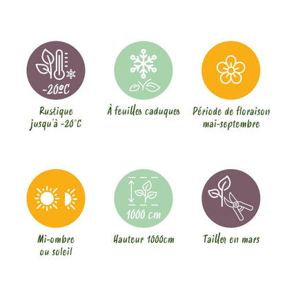 Green boutiQ - Kamperfoelie - Lonicera heckrottii Goldflame -Bbloem Roze met Geel  - Weinig onderhoud - 2 planten - Pot 11cm Hoogte 40cm