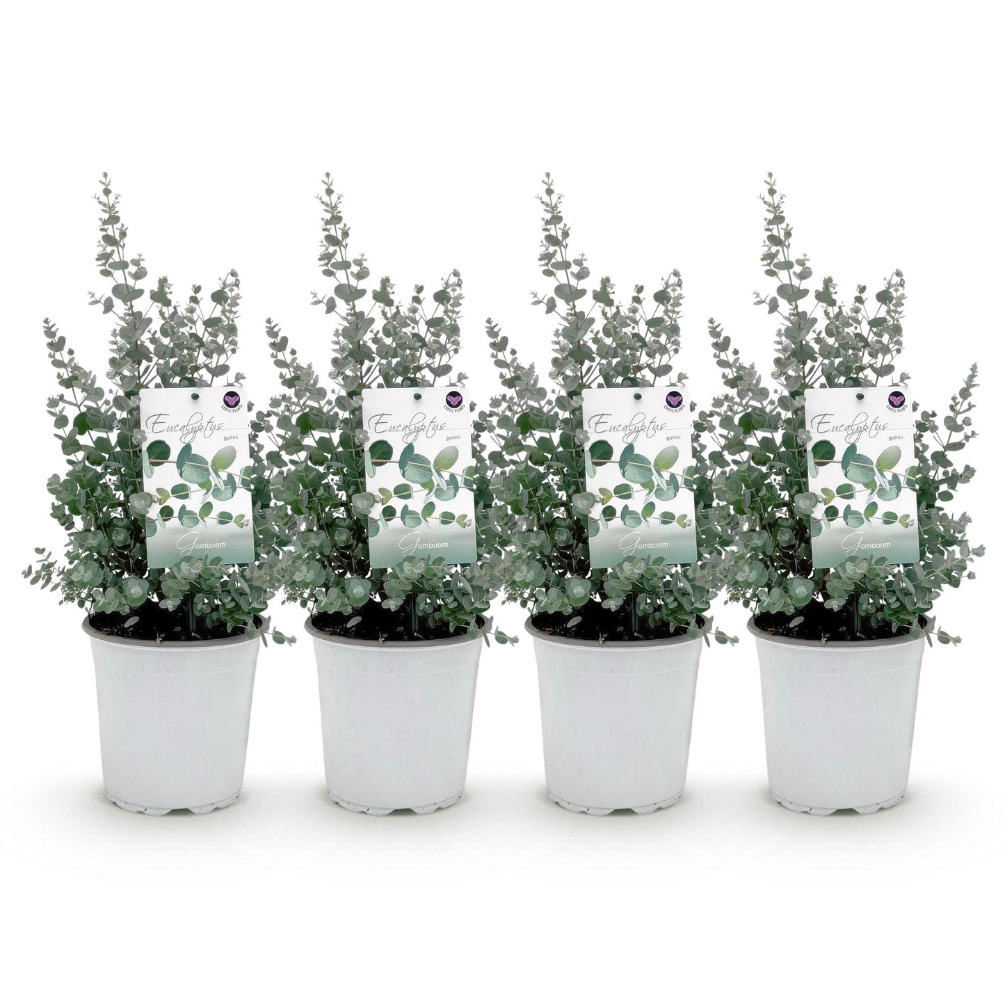 Green boutiQ - Terrasplant - Eucalyptus boom - Eucalyptus gunni  - Grijs - 4 Planten - Winterhard - Pot 17cm Hoogte 40cm