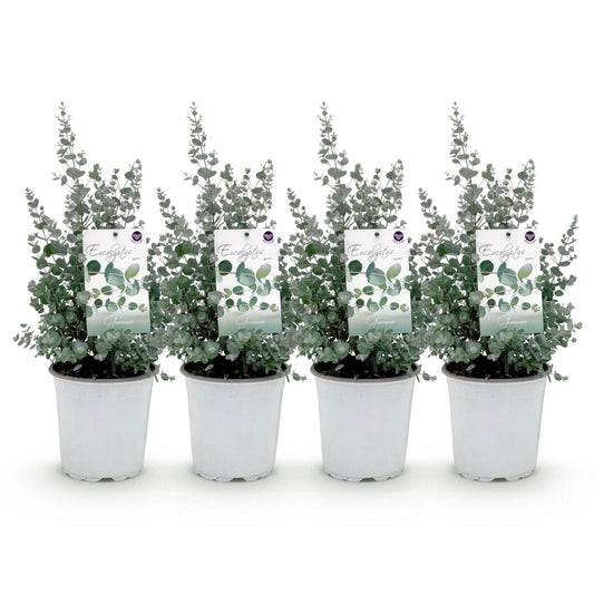 Green boutiQ - Terrasplant - Eucalyptus boom - Eucalyptus gunni  - Grijs - 4 Planten - Winterhard - Pot 17cm Hoogte 40cm