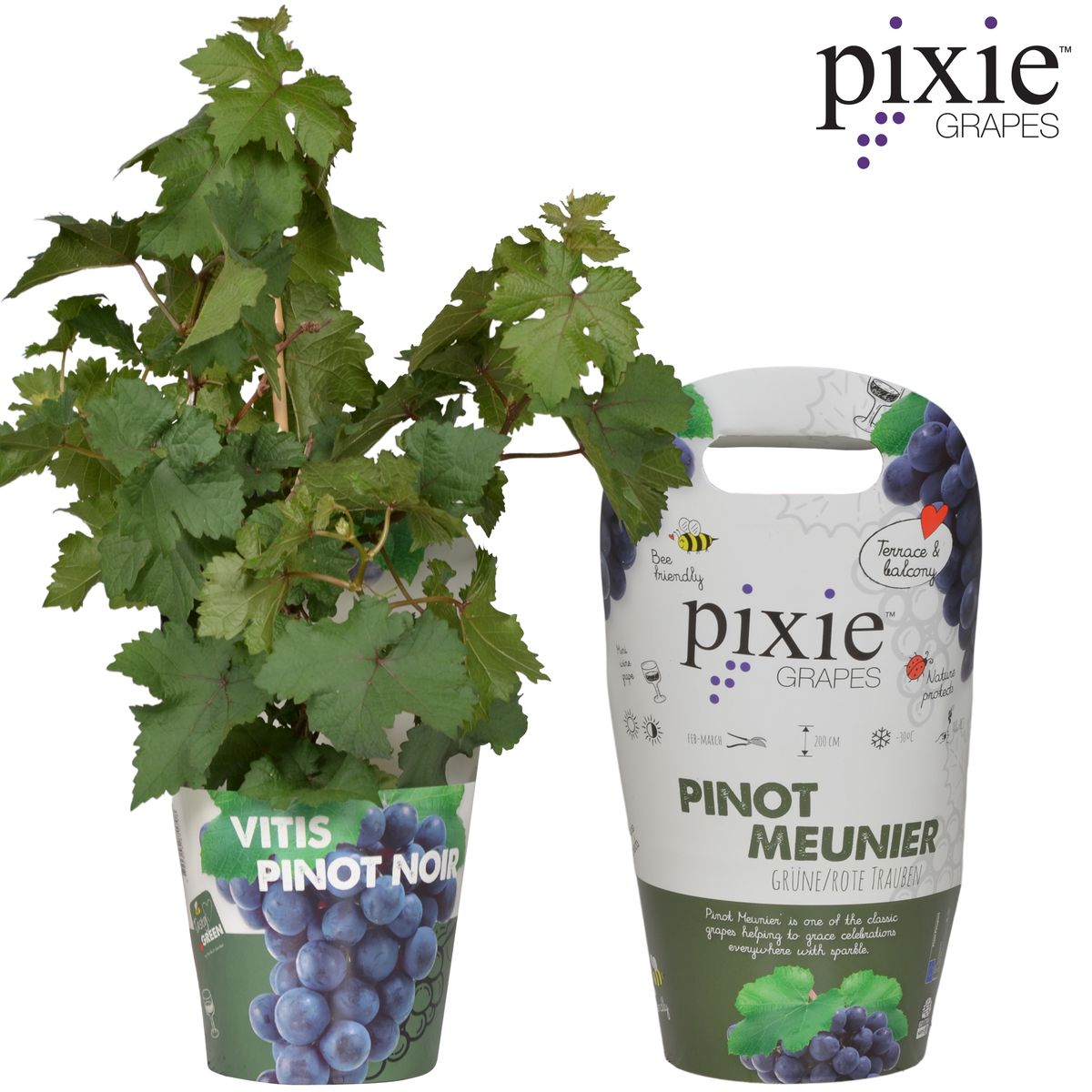 Vitis Pixie Pinot Noir - Blauwe wijndruif - Ø21cm - ↕70cm - Ø14 - ↨30cm