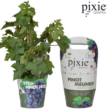 Vitis Pixie Pinot Noir - Blauwe wijndruif - Ø21cm - ↕70cm - Ø14 - ↨30cm