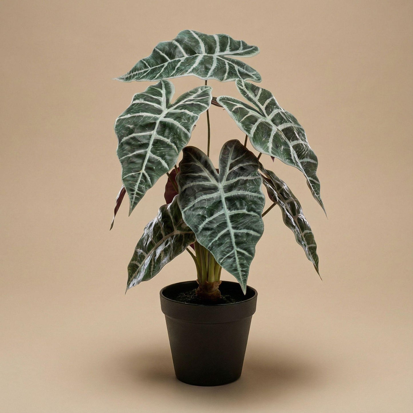 Alocasia bush in pot 40 cm - Kunstplant - Artificial plant