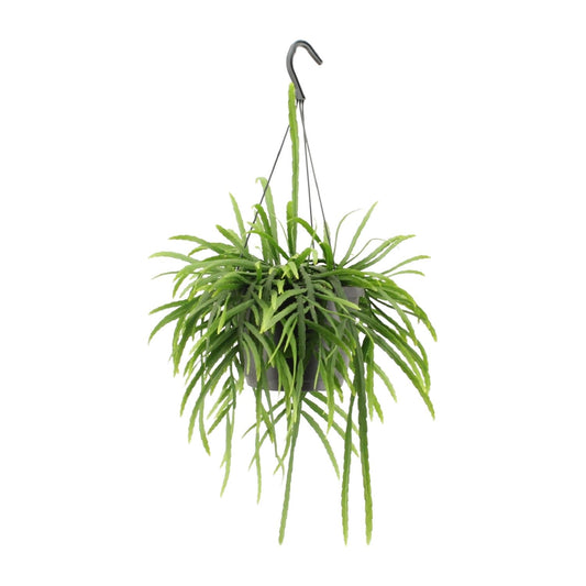 Lepismium Bolivianum - Ø17cm - ↕25cm
