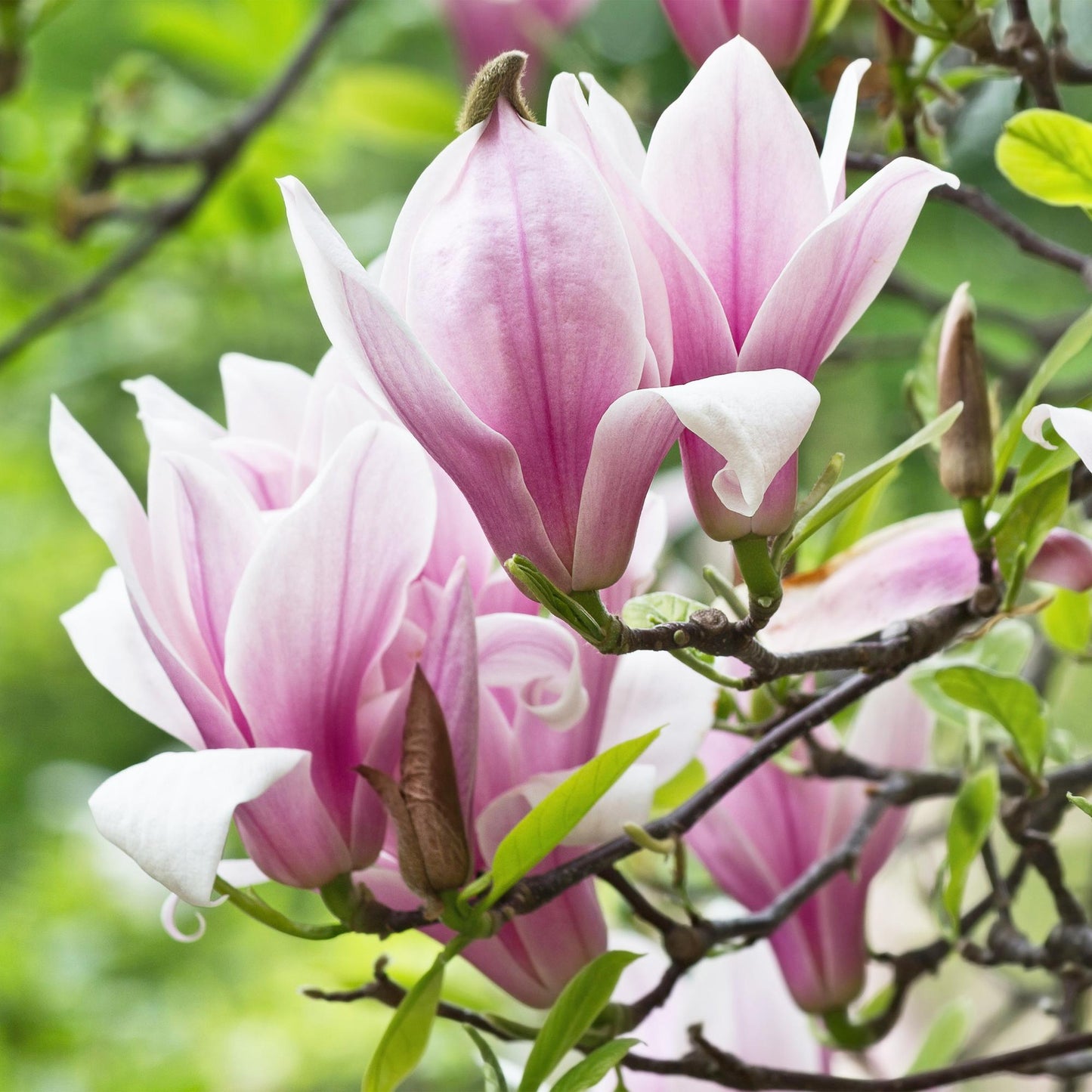 Green boutiQ - Tuinplant - Magnolia George Henry Kern - Bloem Roze - 3 Planten - Bladverliezend - Weinig Onderhoud - Pot 12cm Hoogte 30cm