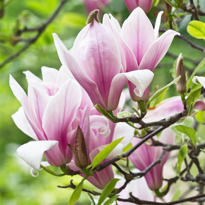 Green boutiQ - Tuinplant - Magnolia George Henry Kern - Bloem Roze - 3 Planten - Bladverliezend - Weinig Onderhoud - Pot 12cm Hoogte 30cm
