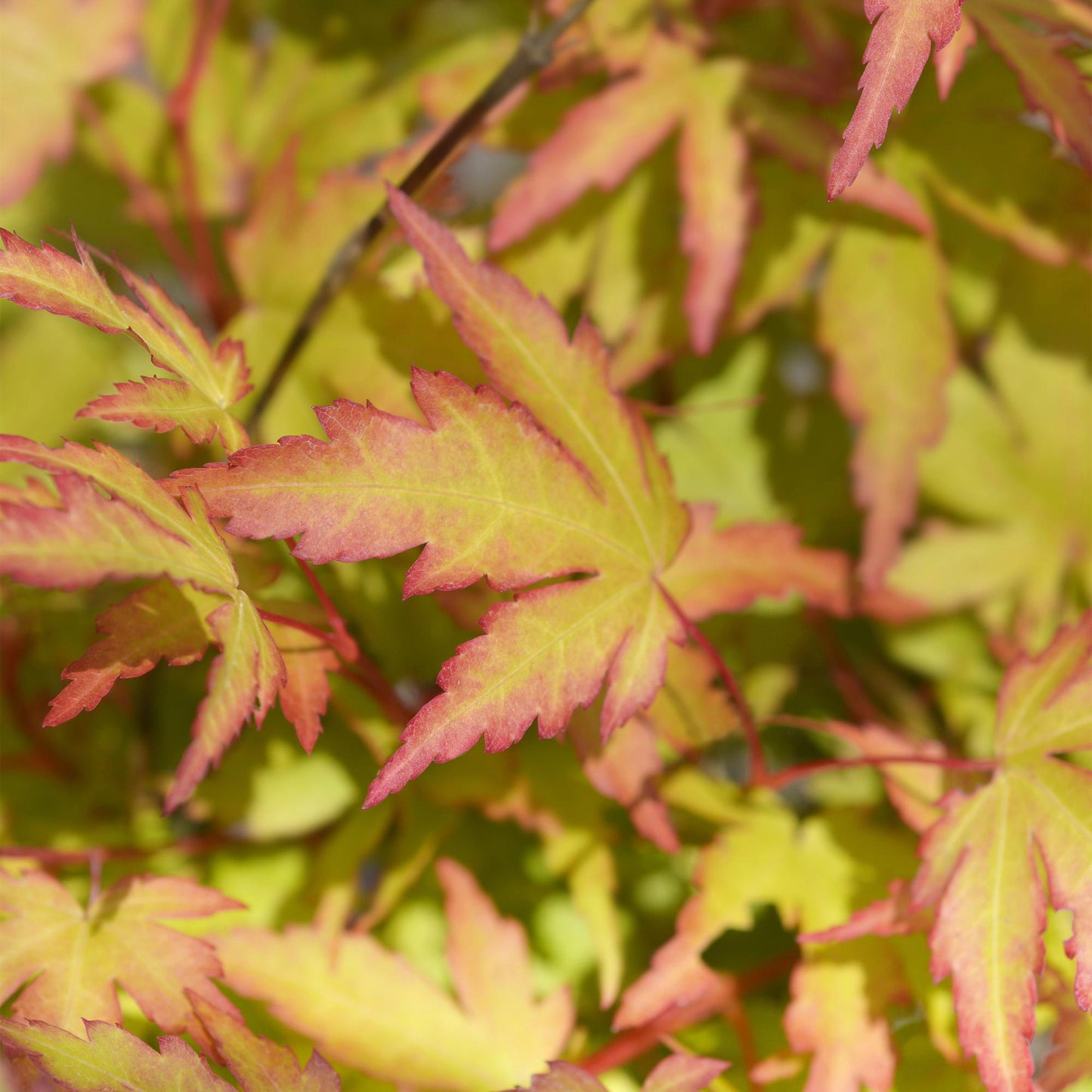 Green boutiQ - Tuinplant - Acer palmatum Sangokaku - Groen - 3 Planten - Bladverliezend - Weing Onderhoud - Pot 12cm Hoogte 35cm