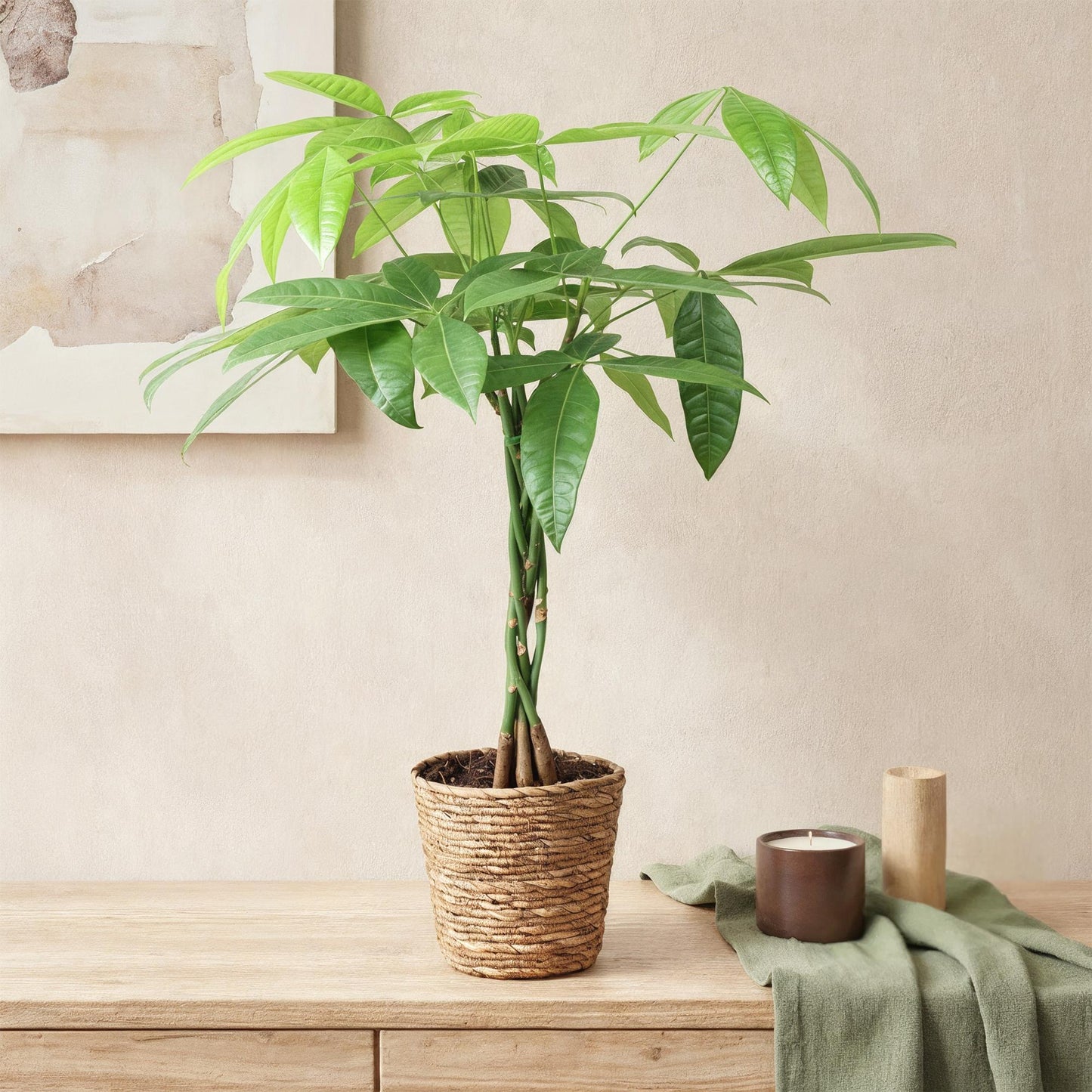 Green BoutiQ - Green is... Kamerplanten - Pachira Aquatica gevlochten stam - Geldboom - Weinig onderhoud - met mand - Groen - 1 Plant - Pot 17cm - Hoogte 60-70cm