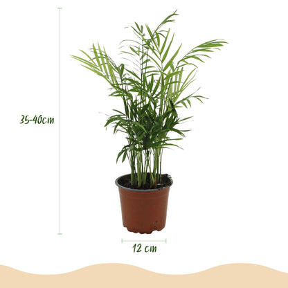 Green boutiQ - Kamerplant - Chamaedorea elegans - Goudpalm - Huisdiervriendelijke Plant - Groen - 1 Plant - Pot 12cm - Hoogte 15cm