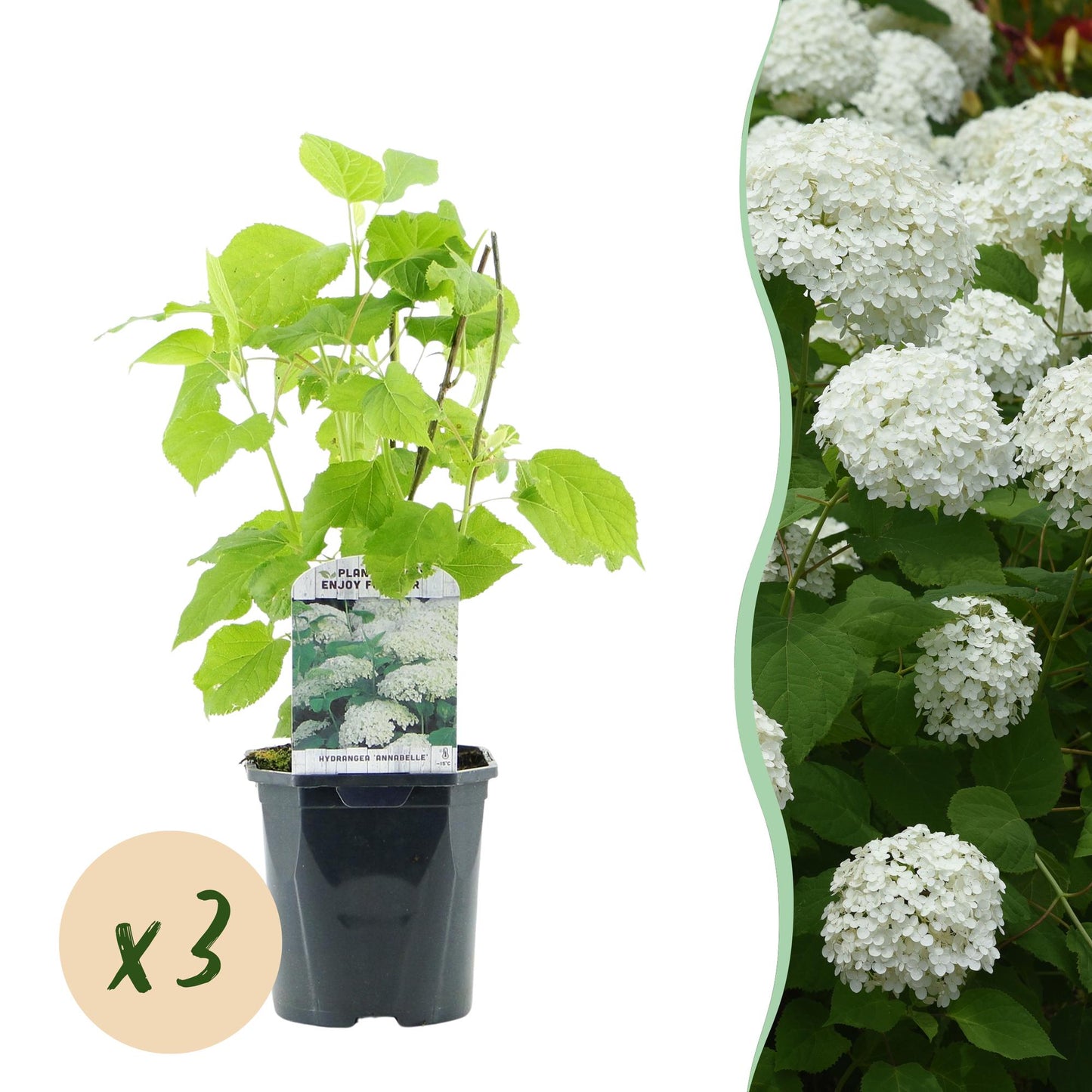 Green boutiQ - Pluim Hortensia - Hydrangea arborescens Annabelle - Bloem Wit - 3 Planten - 1 m2 - Bladverliezend - Grote Bloemen - Pot 17cm Hoogte 50cm