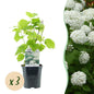 Green boutiQ - Pluim Hortensia - Hydrangea arborescens Annabelle - Bloem Wit - 3 Planten - 1 m2 - Bladverliezend - Grote Bloemen - Pot 17cm Hoogte 50cm