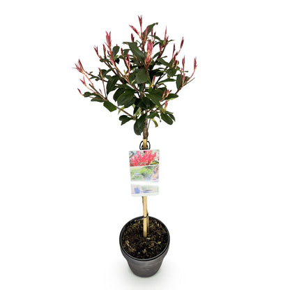 Green boutiQ - Plant op Stam - Photinia fraseri Carre Rouge - Terras Plant - Bladhoudend - Winterhard - Groen-Rood Blad - Pot 19cm Hoogte 90cm