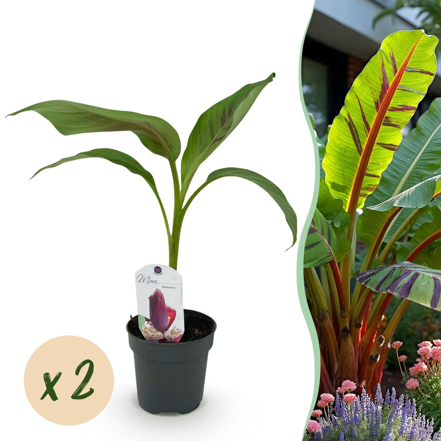 Green boutiQ - Fruitplant - Bananen plant - Musa sikkemensis Red Tiger - Winterhard - 2 planten - Pot 12cm Hoogte 30cm