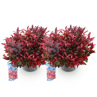 Green boutiQ - Tuinplant - Leucothoe Zeblid - Rood - 2 Planten - Groenblijvend - Weinig Onderhoud - Pot 17cm Hoogte 45cm