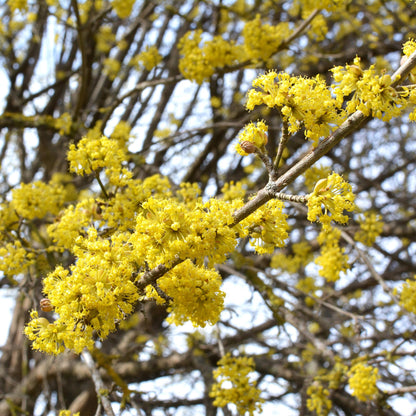 Green boutiQ - Tuinplant - Cornus mas - Bloem Geel - 1 Plant - Bladverliezend - Weinig Onderhoud - Pot 12cm Hoogte 35cm