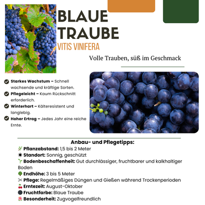 "Vruchten oase" BIO Fruitplanten mix set van 5 verschillende soorten