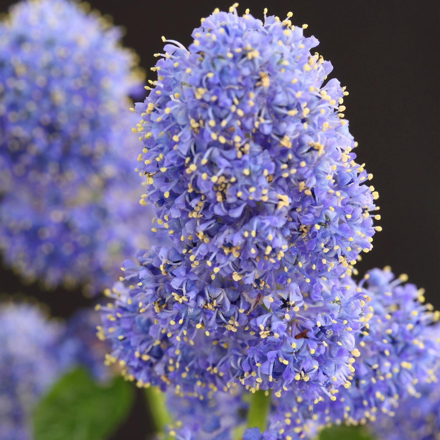 Green boutiQ - Plant op Stam - Ceanothus thyrsiflorus Repens - Terras Plant - Bladhoudend - Winterhard - Paarse Bloem - Pot 19cm Hoogte 90cm